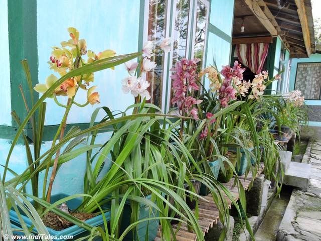 Orchids are grown in the gardens of houses