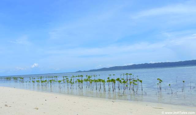 Mangrove saplings on the beach