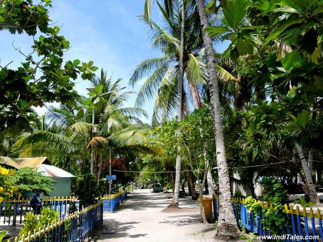 Tree-lined streets of Arborek Tourist Village in Raja Ampat