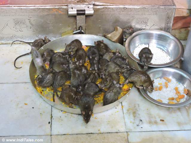 Rats eating Prasad at Karni Mata Temple