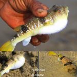 Puffer Fish at Marine National Park Narara Island