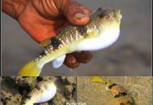 Puffer Fish at Marine National Park Narara Island