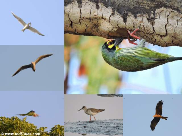 Images of Birds in the area