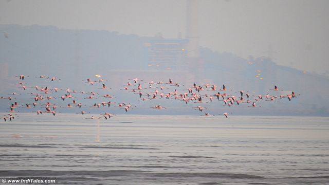 A large number of Lesser Flamingos in-flight