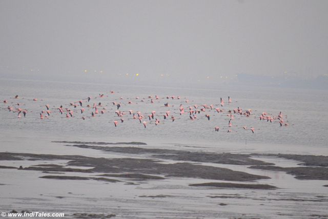 Flamingos in-flight