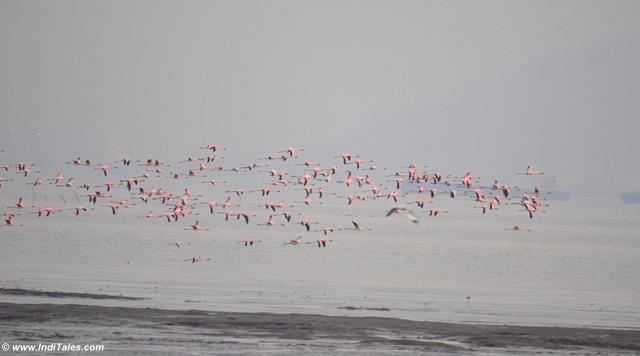 Lesser Flamingos choosing the better spot to feed at low tide