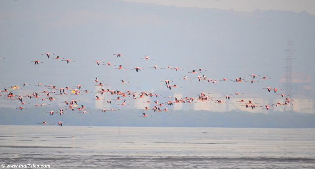 Lesser Flamingos in-flight