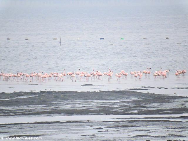 Flamingos at the Jetty