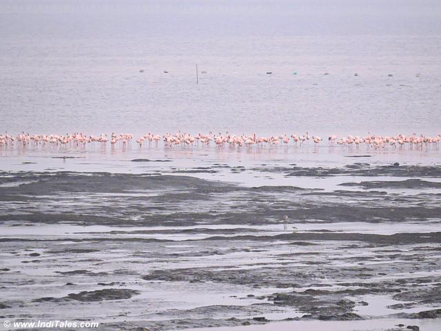 Flamingos reach as water recedes during low tide