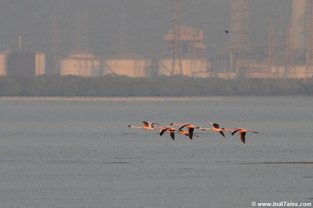 Few Lesser Flamingos in flight and a large colony in the background