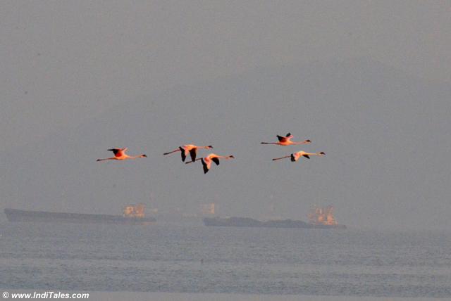 Lesser Flamingos in flight with barges in the background