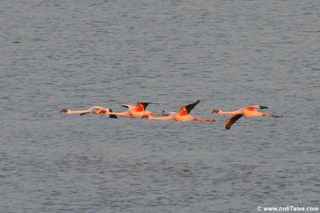 Small group of Lesser Flamingos in-flight