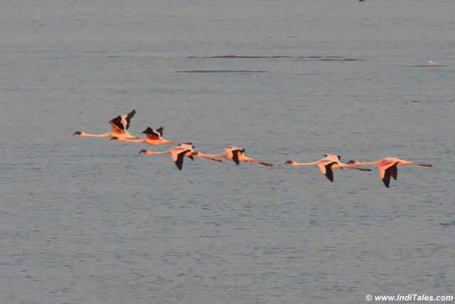 Lesser flamingos in flight, follow the leader