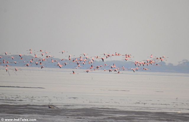 A colony of Lesser Flamingos take-off