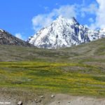 Flowers & Snow at Kunzum Pass