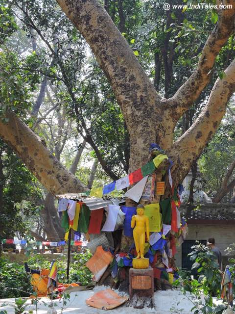 Bodhi Tree with a Baby Buddha Image at Lumbini Garden