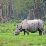 Single-horned Rhinoceros grazing at Hollong