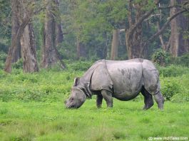 Hollong - Biodiversity Hotspot Of Jaldapara National Park - Inditales