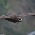 Steppe Eagle in-flight at Kathgodam, Kumaon