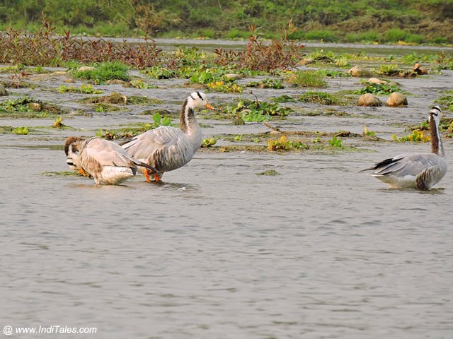 Bar-headed Goose by Rapti river