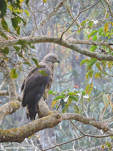 Grey-headed Fish Eagle at Chitwan National Park, Nepal