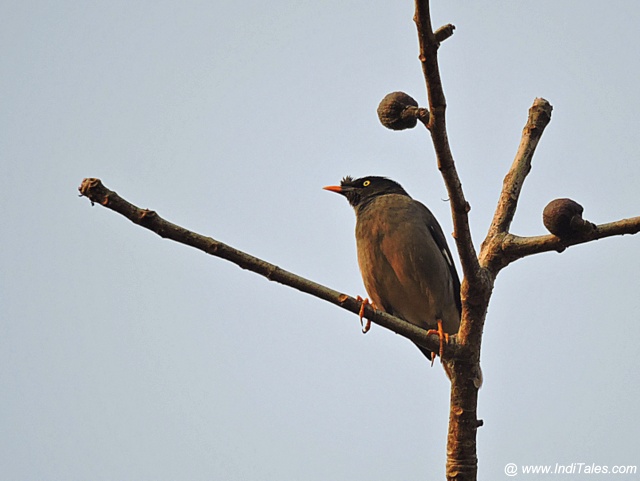 Jungle Myna bird