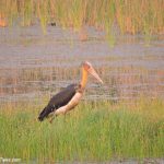 Lesser-adjutant Stork at Chitwan National Park, Nepal