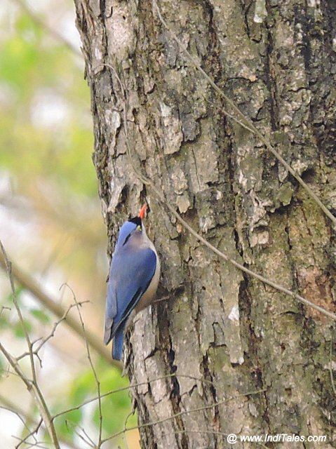 Velvet-fronted Nuthatch bird