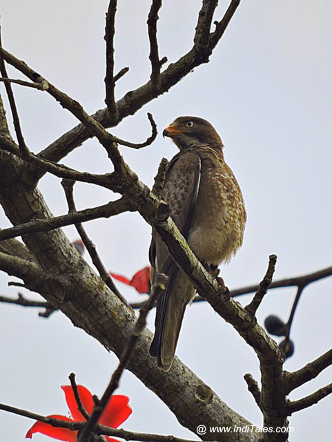 White-eyed Buzzard bird - Birds of Chitwan National Park