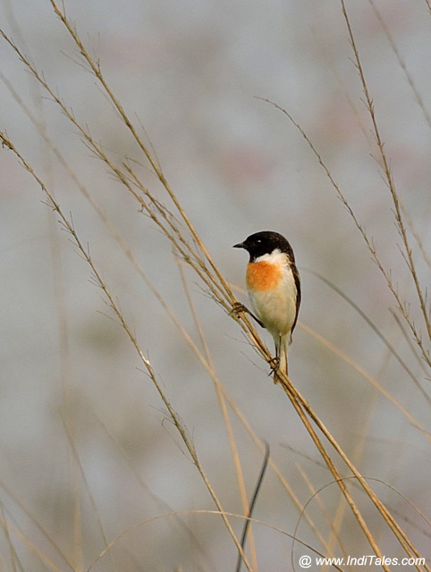 White-tailed Stonechat bird