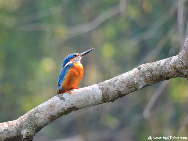 Common Kingfisher