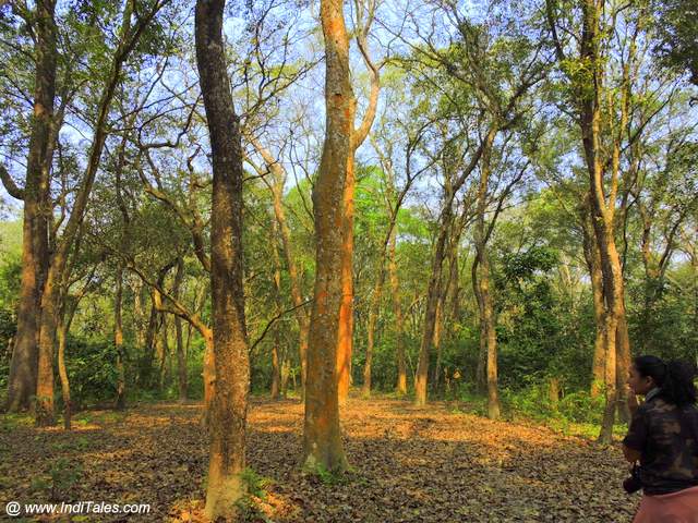 Walking through the tall trees - Safari at Chitwan