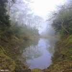 Mist lifting and revealing the forests of Chitwan National Park - Nepal