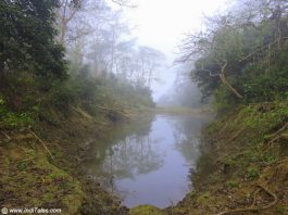 Mist lifting and revealing the forests of Chitwan National Park - Nepal