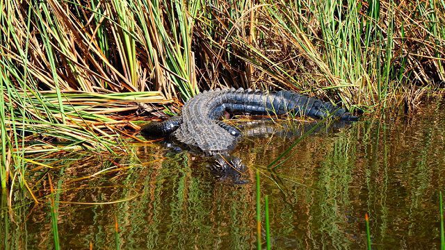 Everglades National Park - Florida