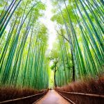 Arashiyama Bamboo Grove Kyoto Top Attractions