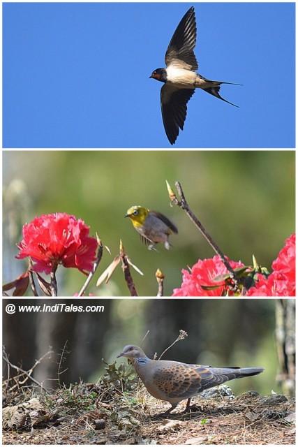 Barn Swallow in flight, Oriental White-eye in flight, and Turtle Dove