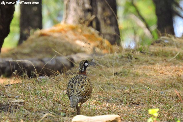 Black Francolin bird at Binsar - Birding in Kumaon