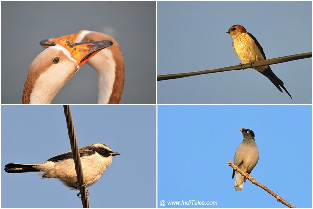 Grey Bushchat, Ducks, Striated Swallow, Jungle Myna