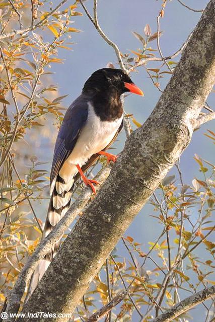 Red-billed Blue Magpie at Bhimtal