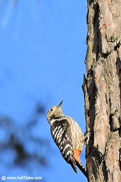 Rufous-bellied Woodpecker at Mukteshwar - Birding in Kumaon