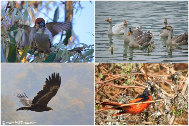 Steppe Eagle, Russet Sparrows, Ducks, and Scarlet Minivet birds 