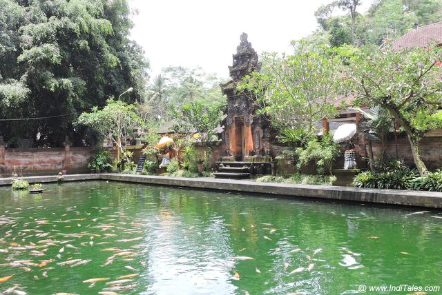 Fish Pond at Tirta Empul - Water Temples of Bali