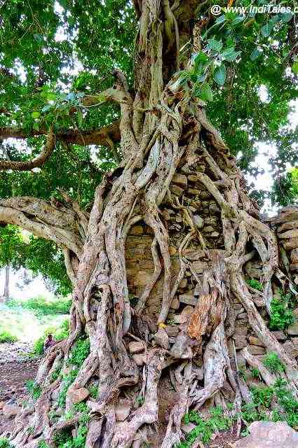 Banyan Trees growing around ruins