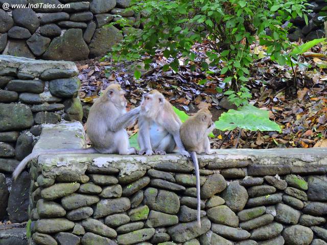 Ubud Monkey Forest - Bali