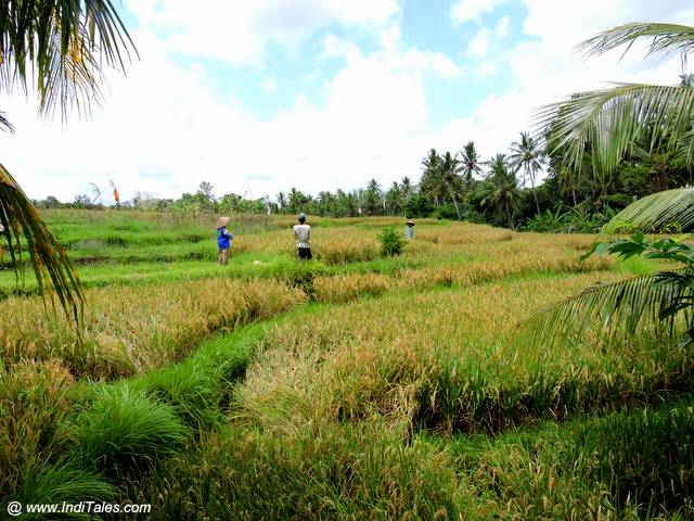 Rice Terraces of Bali