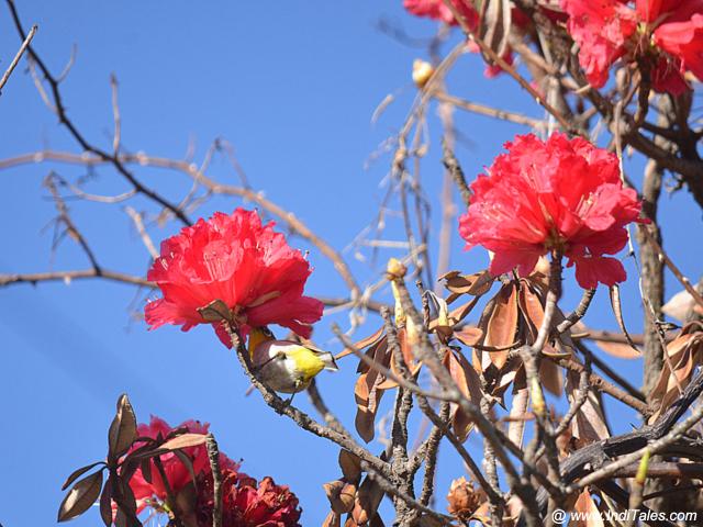 Beautiful Red Rhododendron flowers at Binsar