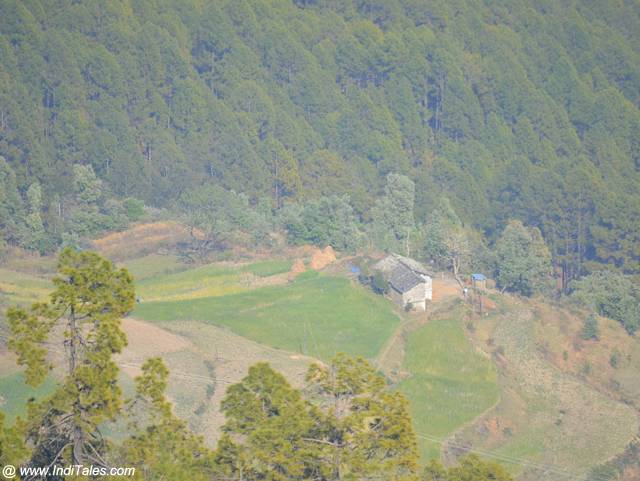 Binsar Valley view, pockets of cultivated land