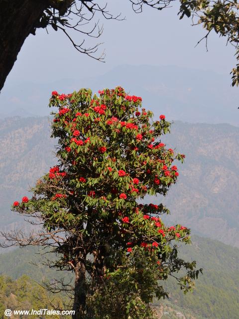 Rhododendron Tree at Binsar