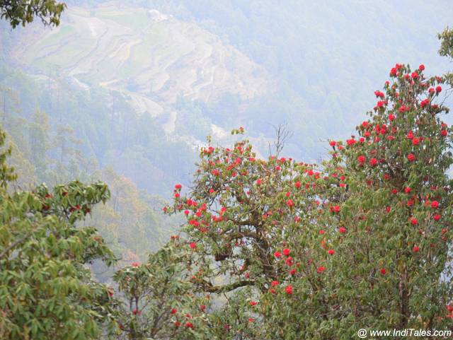 Rhododendron flower tree in the backdrop of Binsar Valley